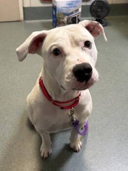 Angel -  Mixed Breed Dog for Adoption in Fairfax, Virginia - Angel | PetCurious