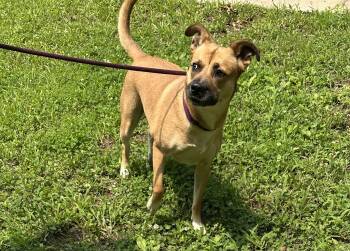 Rescue Black Mouth Cur Dogs for Adoption in Burlington, New Jersey - Princess | PetCurious