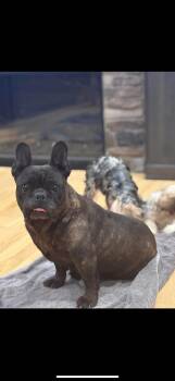 Rescue French Bulldog Dogs for Adoption in Peebles, Ohio - Belle | PetCurious