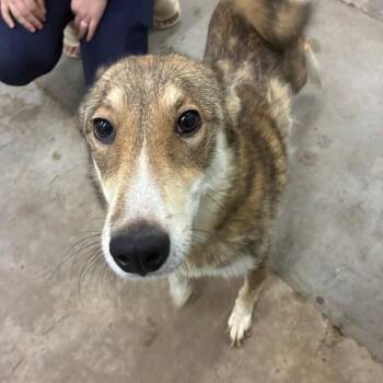 Rosie -  Mixed Breed Dog for Adoption in Corbin, Kentucky - Rosie | PetCurious
