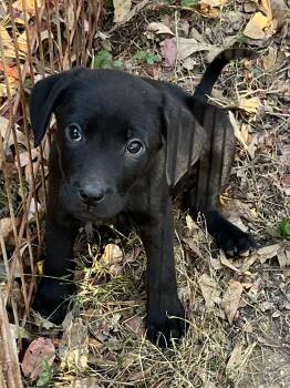 Rescue Labrador Retriever and Australian Cattle Dog Blue Heeler Dogs for Adoption in York, South Carolina - Ember | PetCurious