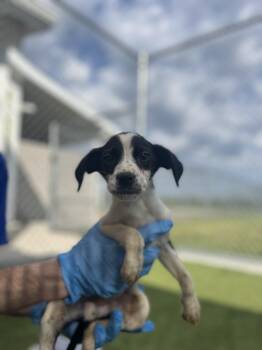 Border Collie Dogs Available for Adoption in Liberty, Missouri - Delaware | PetCurious