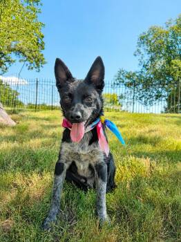 Rooney -  Australian Cattle Dog Blue Heeler and Australian Kelpie Dog for Adoption - Rooney | PetCurious
