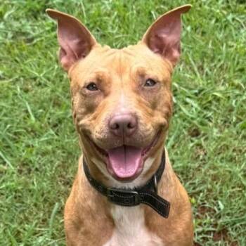 Stitch 3145 -  Mixed Breed Dog for Adoption in Hamilton, Georgia - Stitch 3145 | PetCurious