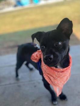 Jack -  Chihuahua Dog for Adoption in Willingboro, New Jersey - Jack | PetCurious