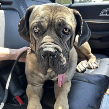 Rufus -  Mixed Breed Dog for Adoption in Oak Brook, Illinois - Rufus | PetCurious
