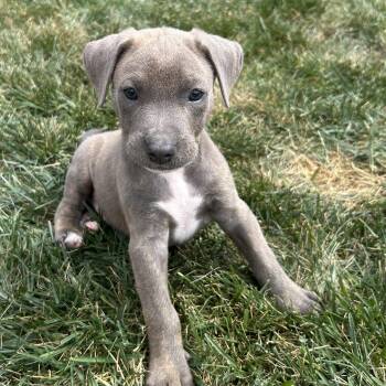 Doberman Pinscher and American Staffordshire Terrier Dogs Available for Adoption in Lincoln, California - Bentley | PetCurious