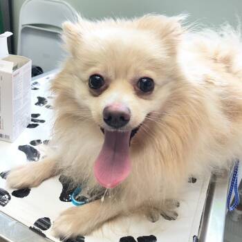 Pear -  Pomeranian Dog for Adoption in Skokie, Illinois - Pear | PetCurious