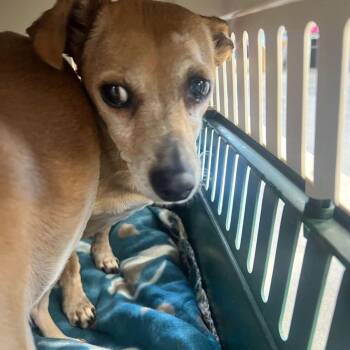 Honey -  Chihuahua and Dachshund Dog for Adoption in Kingman, Arizona - Honey | PetCurious