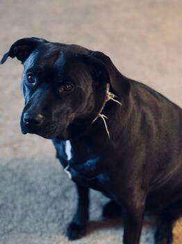 Rescue Labrador Retriever Dogs for Adoption in Williamsburg, Iowa - Tina Lu (Courtesy Listing) | PetCurious