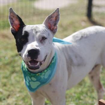 ANDRETTI COLONEY -  American Staffordshire Terrier Dog for Adoption in San Antonio, Texas - ANDRETTI COLONEY | PetCurious