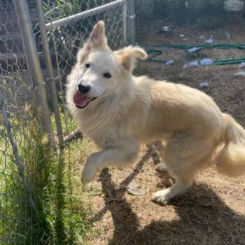 Rescue Coonhound Dogs for Adoption in Redlands, California - Don Juan | PetCurious