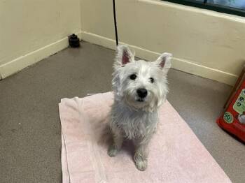 West Highland White Terrier Westie Dogs Available for Adoption - SNOW | PetCurious