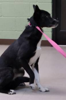 Janelle -  Border Collie and Mixed Breed Dog for Adoption in Burnsville, North Carolina - Janelle | PetCurious