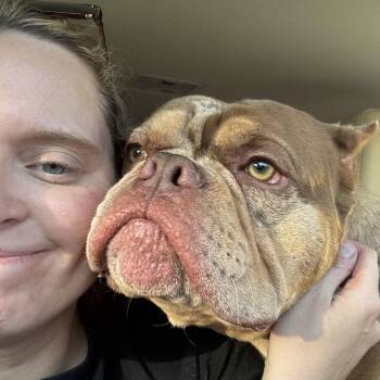 Bert Kreischer ~ Coming Soon!!! -  English Bulldog Dog for Adoption in Chicago, Illinois - Bert Kreischer ~ Coming Soon!!! | PetCurious
