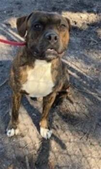 JAYSHAWN -  Boxer and Mixed Breed Dog for Adoption in St. Cloud, Florida - JAYSHAWN | PetCurious