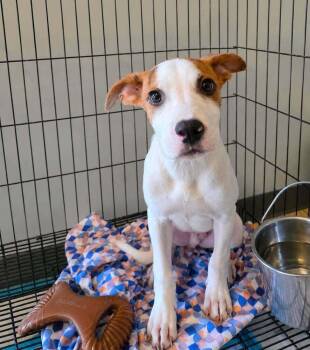 Dunkaroo -  Mixed Breed Dog for Adoption in Wayne, New Jersey - Dunkaroo | PetCurious