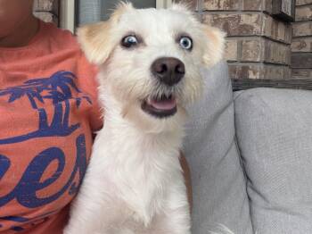 Coton De Tulear Dogs Available for Adoption in San Antonio, Texas - Skyee | PetCurious