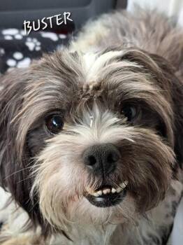 Buster -  Shih Tzu Dog for Adoption in Maitland, Florida - Buster | PetCurious
