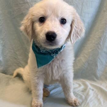 Robin -  Mixed Breed Dog for Adoption in Canal Winchester, Ohio - Robin | PetCurious