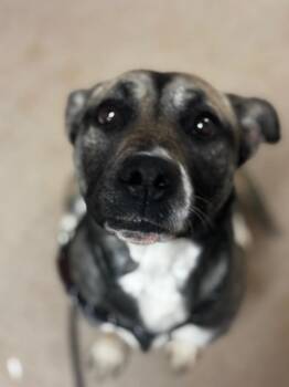 German Shepherd Dog Dogs Available for Adoption in Lima, Ohio - Starry | PetCurious