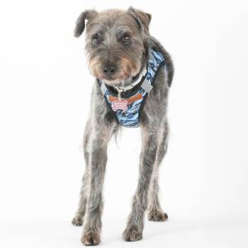 Schnauzer Dogs Available for Adoption in San Francisco, California - Knight Rider 14013 | PetCurious