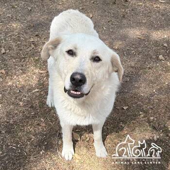 Great Pyrenees and German Shepherd Dog Dogs Available for Adoption in Irvine, California - BRUCE | PetCurious
