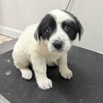 Great Pyrenees Dogs Available for Adoption - TUSC-Stray-83432 | PetCurious