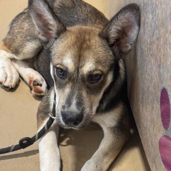 Pumbaa -  German Shepherd Dog Dog for Adoption in Winston-salem, North Carolina - Pumbaa | PetCurious