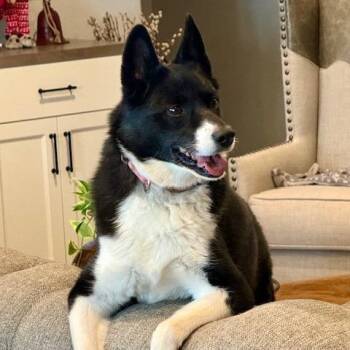 Karelian Bear Dog Dogs Available for Adoption - Molly | PetCurious