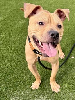 Cashew -  Pit Bull Terrier Dog for Adoption in Mckeesport, Pennsylvania - Cashew | PetCurious