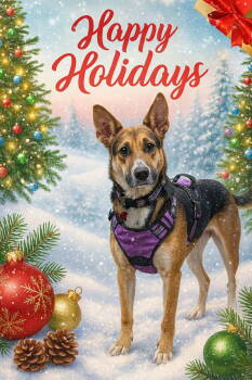 Rescue German Shepherd Dog and Foxhound Dogs for Adoption in Livonia, Michigan - Layla | PetCurious