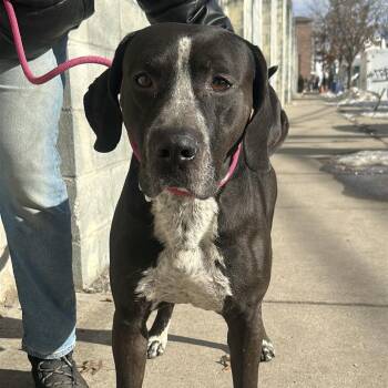 Hound and German Shorthaired Pointer Dogs Available for Adoption - Malachi | PetCurious