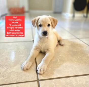Gigi -  Yellow Labrador Retriever Dog for Adoption in Oviedo, Florida - Gigi | PetCurious