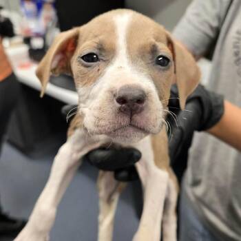 Pepper -  Mixed Breed Dog for Adoption in Saint Joseph, Missouri - Pepper | PetCurious