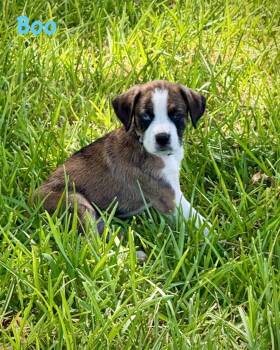 Bear Litter - Boo -  Boxer Dog for Adoption in Monticello, New York - Bear Litter - Boo | PetCurious