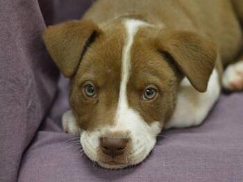 Lanikai -  Pit Bull Terrier Dog for Adoption in Portland, Oregon - Lanikai | PetCurious