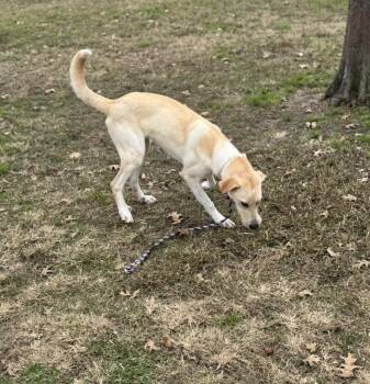 Labrador Retriever and Mixed Breed Dogs Available for Adoption - Campanale / Carrie | PetCurious