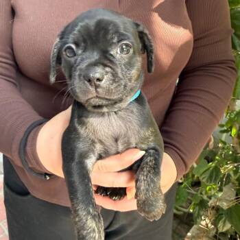 Chihuahua Dogs Available for Adoption - Roo (Winnie) | PetCurious