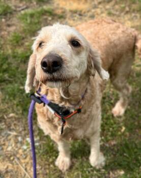 Goldendoodle Dogs Available for Adoption in Manassas, Virginia - Butter Pecan (ID 50934/1098) | PetCurious