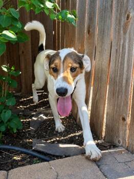 Freddy -  Labrador Retriever Dog for Adoption in Colorado Springs, Colorado - Freddy | PetCurious
