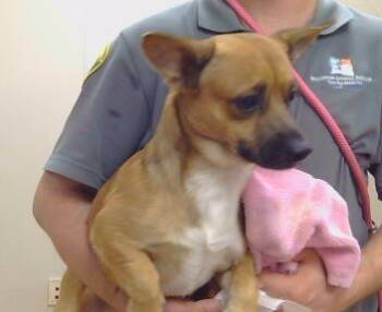 Rescue Chihuahua Dogs for Adoption in Sacramento, California - PAPRIKA | PetCurious