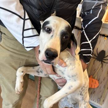 Rescue Spaniel Dogs for Adoption in Chattanooga, Tennessee - Freckles | PetCurious