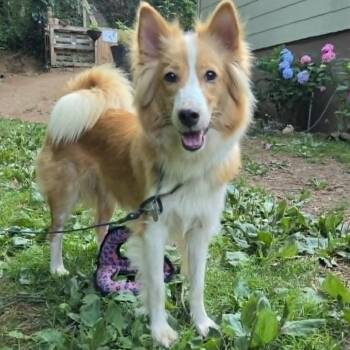 Lacy -  Collie and Mixed Breed Dog for Adoption in York, Pennsylvania - Lacy | PetCurious