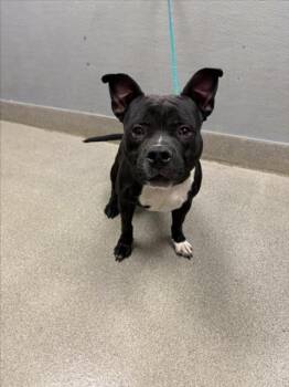 FREDDIE -  Pit Bull Terrier Dog for Adoption in Las Vegas, Nevada - FREDDIE | PetCurious