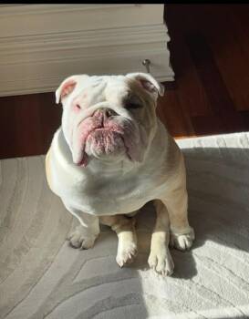 Rescue English Bulldog Dogs for Adoption in Belmar, New Jersey - Duke | PetCurious