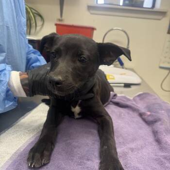 Armada -  Mixed Breed Dog for Adoption in Taos, New Mexico - Armada | PetCurious