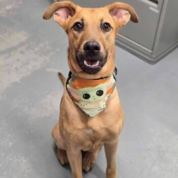 Richart -  Labrador Retriever and Mixed Breed Dog for Adoption in Tacoma, Washington - Richart | PetCurious
