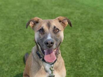 ARCADIA -  German Shepherd Dog Dog for Adoption in Martinez, California - ARCADIA | PetCurious