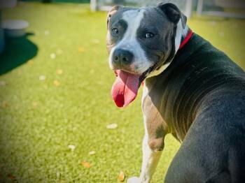 THRAX -  Pit Bull Terrier Dog for Adoption in Orlando, Florida - THRAX | PetCurious
